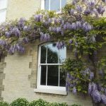 Ultimate Rose sash window