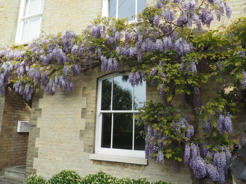 Ultimate Rose sash window